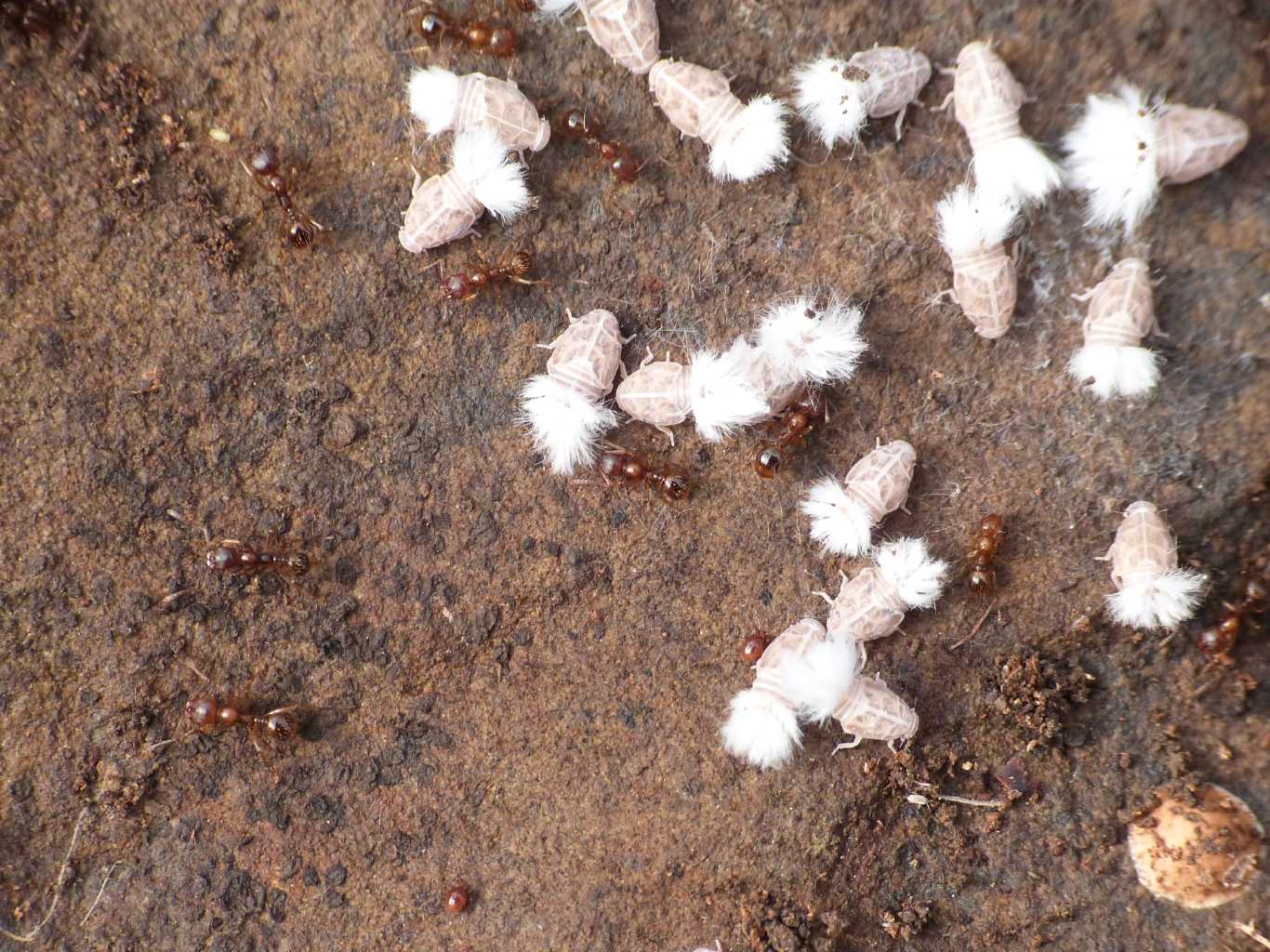 Reptalus sp. ospiti delle formiche Myrmica sp. da Tolfa (RM)